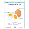 Educational poster on the anatomy of an egg with labeled parts and a word bank.
