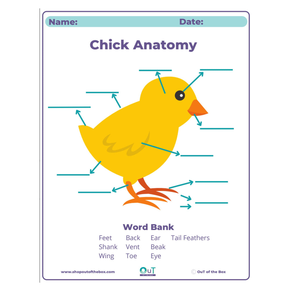 Educational chart showing chick anatomy with labeled parts and a word bank.