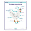 Diagram of chicken anatomy with labeled parts on a white background