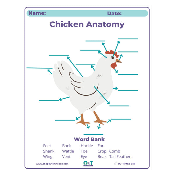 Chicken anatomy diagram with labeled parts on a white background