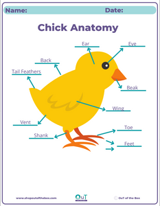 Chicken Educational Packet - Instant Download!